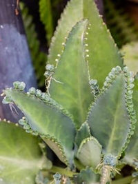 Non-GMO Kalanchoe Seeds