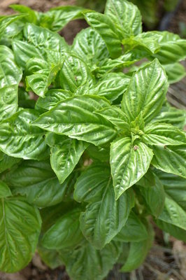 Non-GMO Lettuce Leaf Basil seeds for decorative herb gardens