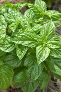 Non-GMO Lettuce Leaf Basil seeds for decorative herb gardens