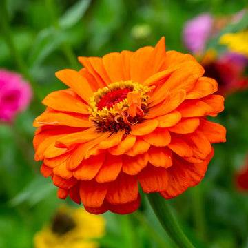 Non-GMO Light Orange Zinnia Flower Seeds
