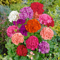Non-GMO Mixed Geranium Flower Seeds