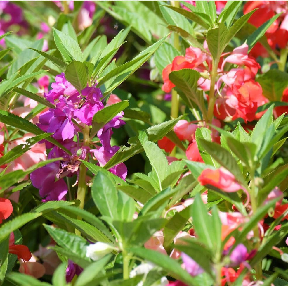 Non-GMO Mixed Impatiens Balsamina Flower Seeds