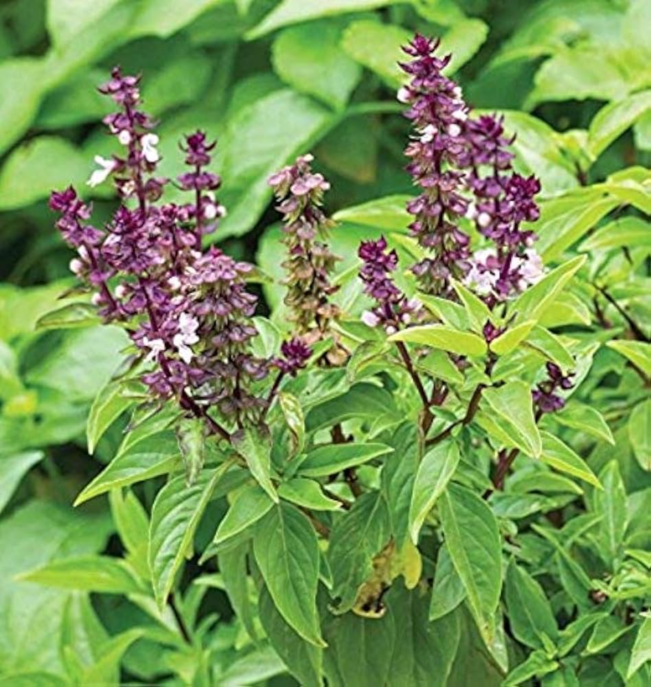 Non-GMO Basilico Mostruoso Basil seeds for garden planting