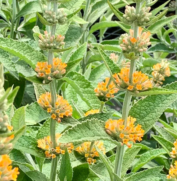 Non-GMO Orange Pink Buddleia Seeds for Gardening