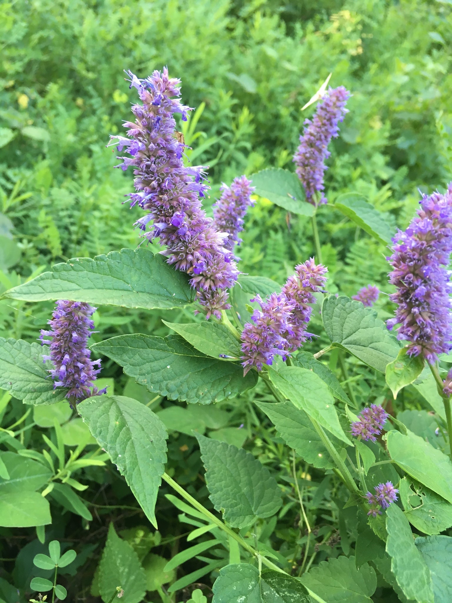 Non GMO Organic Licorice Mint seeds