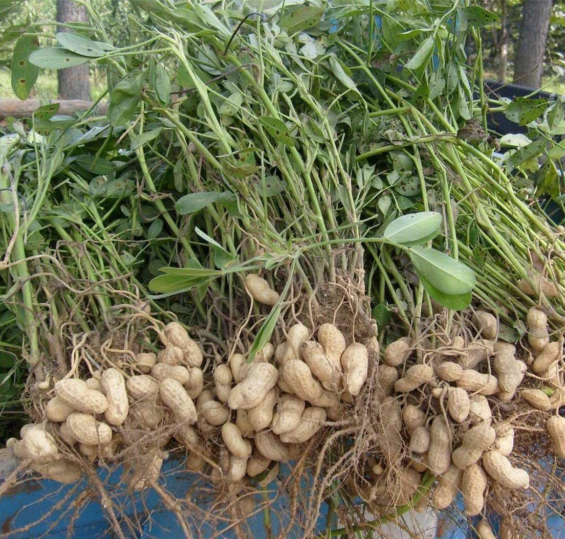 Non-GMO peanut seeds ready for outdoor vegetable gardening