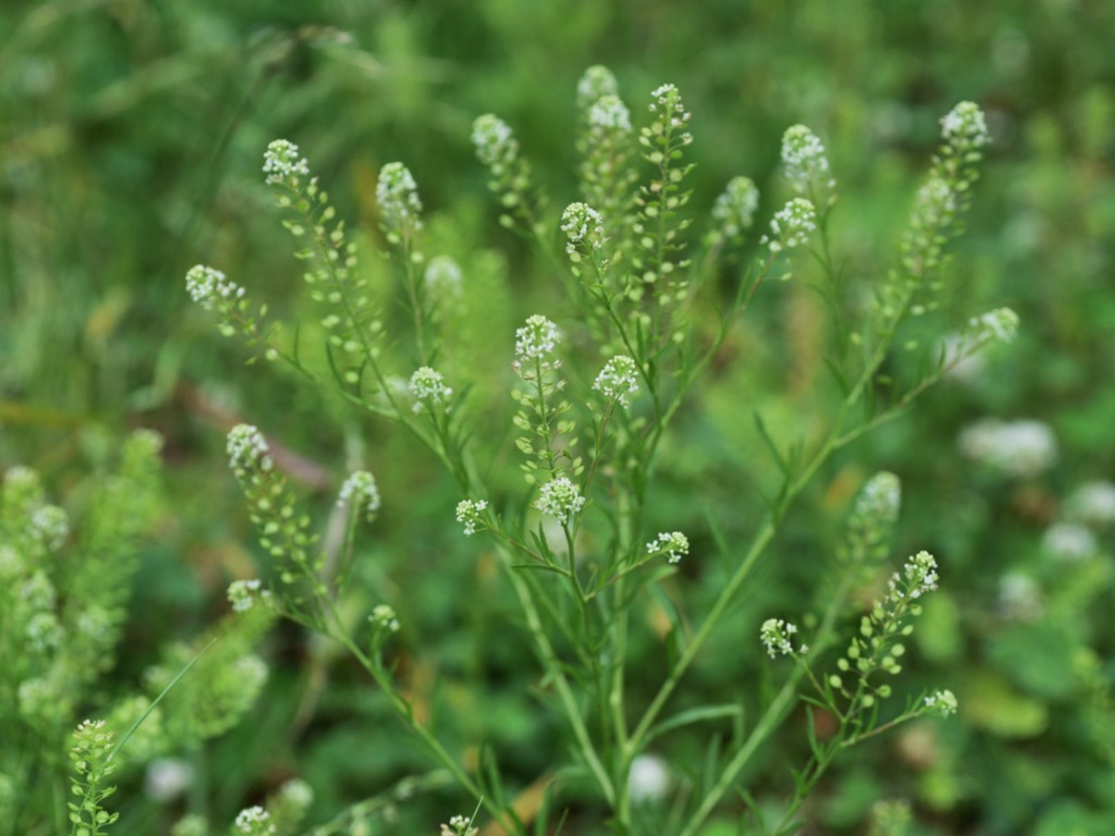 Non-GMO Pepperweed seeds for home planting
