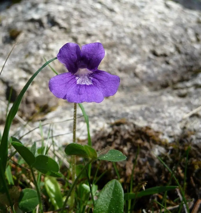 Non-GMO Pinguicula Gradiflora Seeds