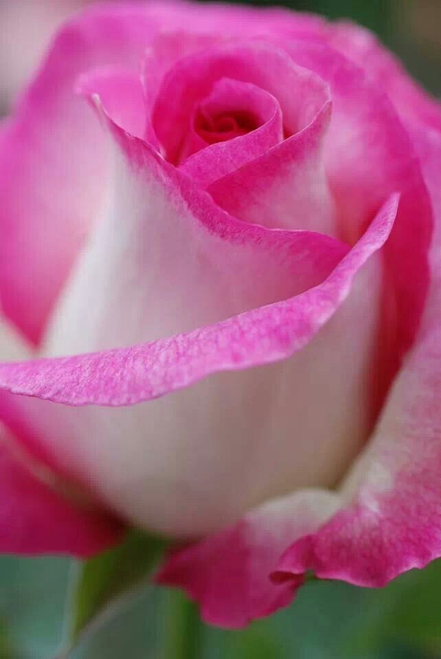 Non-GMO Pink & White Rose Seeds for Home Gardening