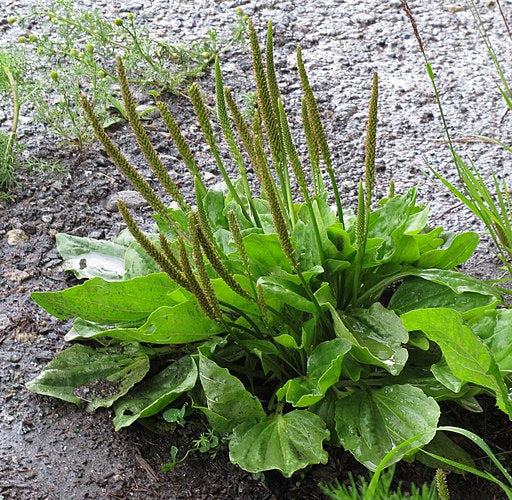 Non-GMO Plantain seeds for wildlife and restoration landscaping