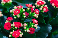 Non-GMO Purple Kalanchoe Seeds – Hardy Decorative Succulent Plant