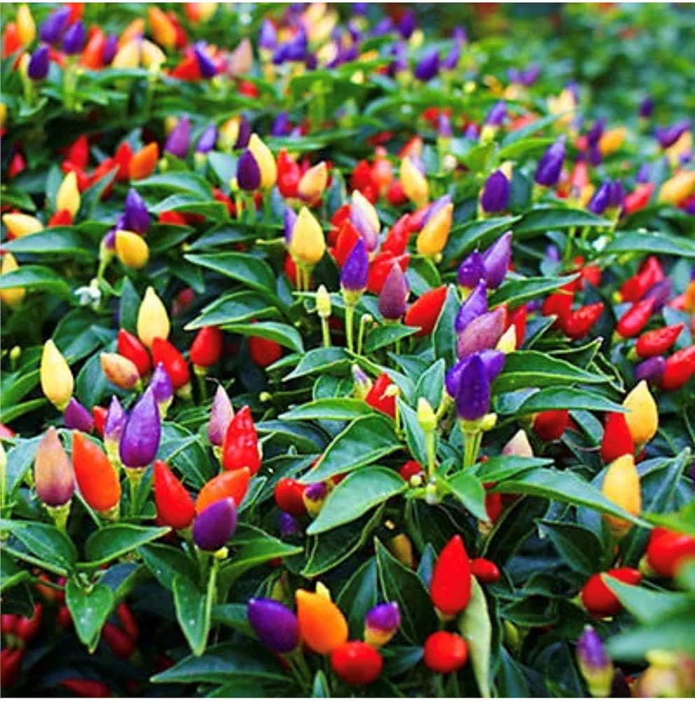Non-GMO Rainbow Bell Pepper seeds