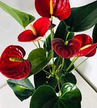 Non-GMO Bold Red Anthurium Linden Seeds for Home Gardening