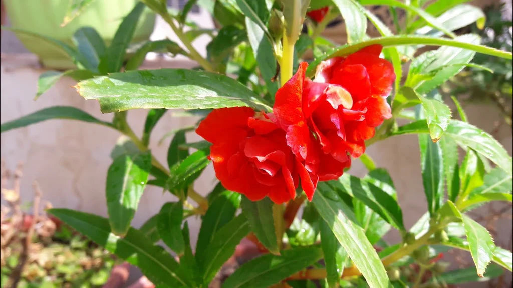 Non Gmo Red Balsamine Seeds