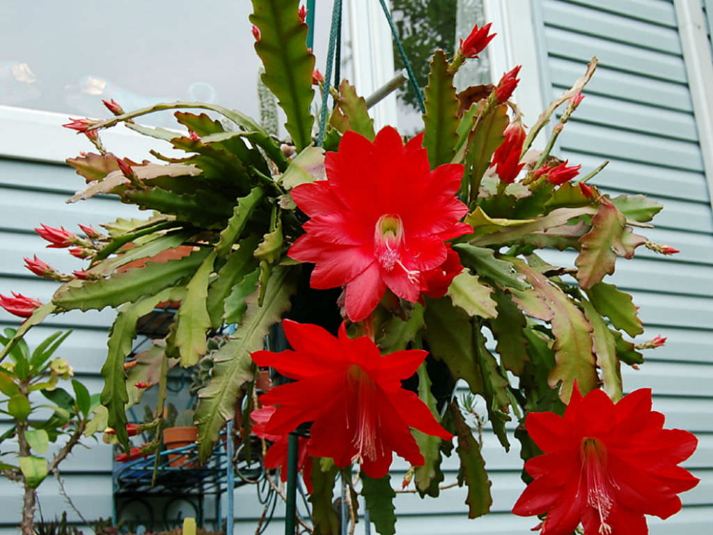 Non-GMO Red Nopalxochia Flower Seeds