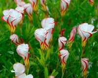 Non-GMO Red White Versicolor Flower Seeds