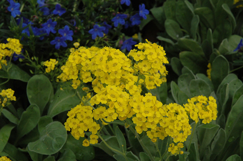 Premium Non-GMO Rock Cress Seeds