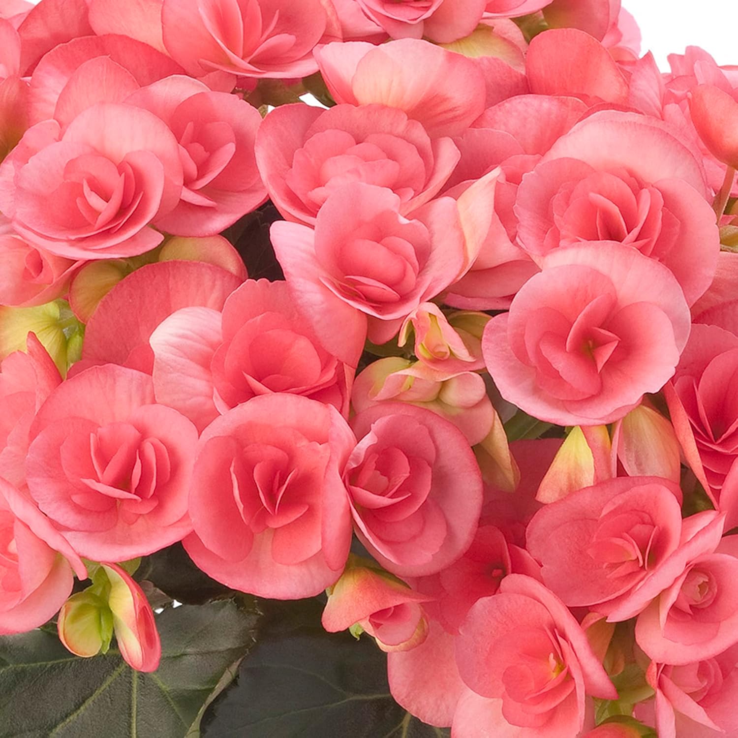 Non-GMO Rose Rieger Begonia Flower Seeds