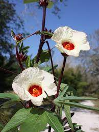Non-GMO Roselle Hibiscus seeds red calyx edible flower plant