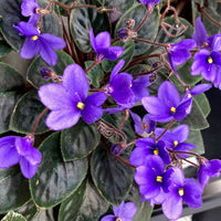 Non-GMO Saintpaulia Seeds for Home and Indoor Gardens