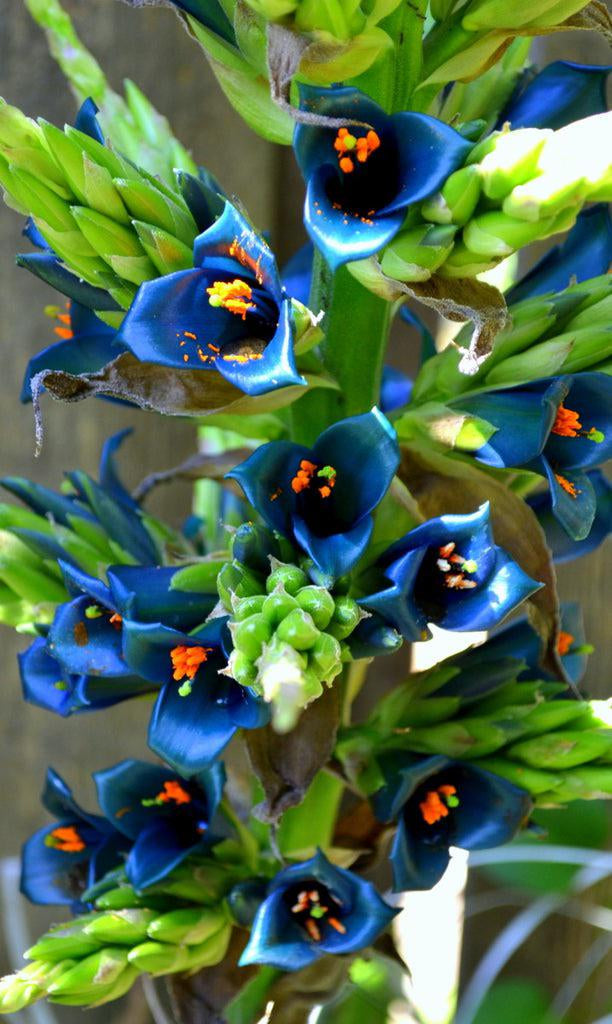 Non-GMO Sapphire Tower Violet Seeds – Elegant Garden Flower