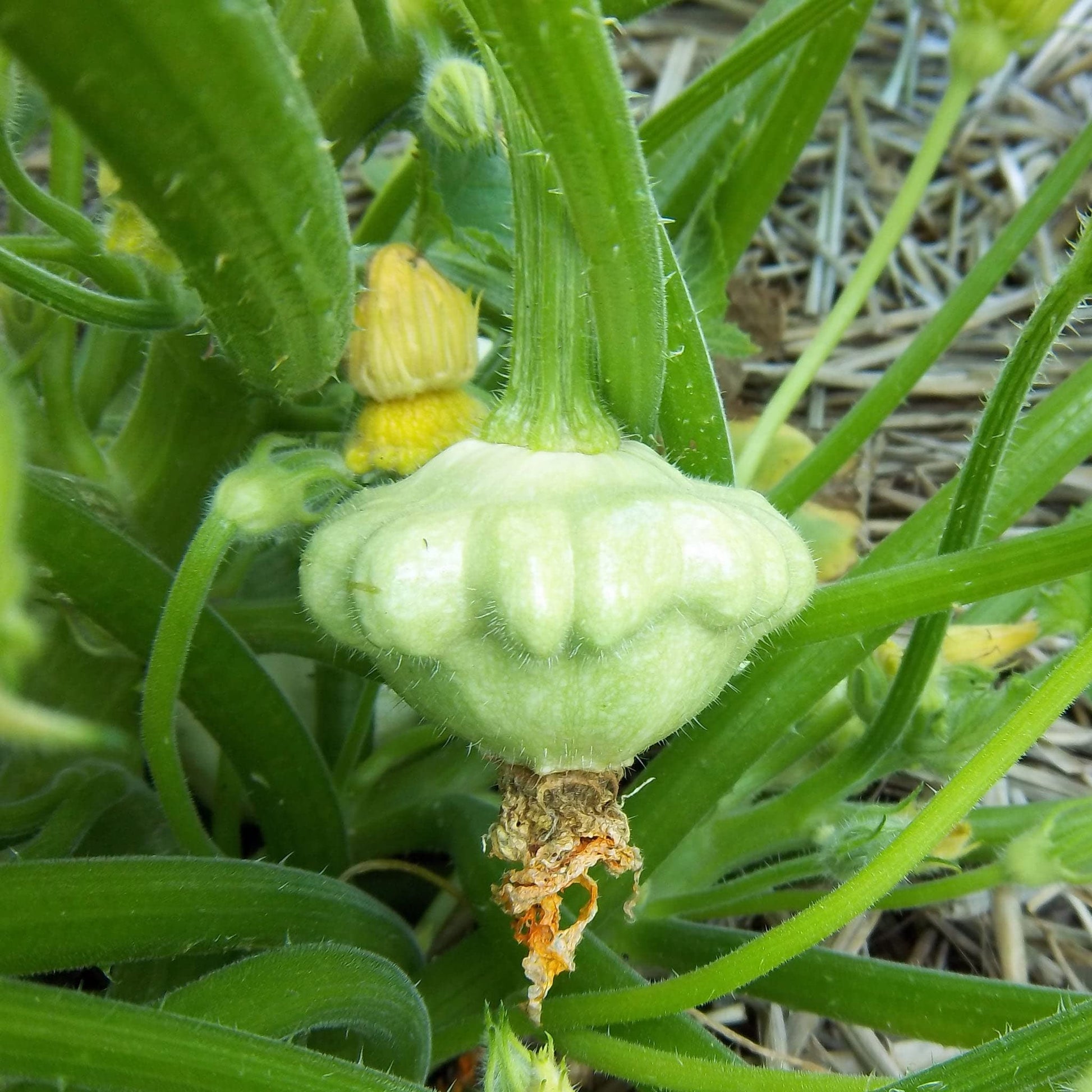 Non-GMO scallop squash seeds for garden planting