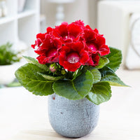 Premium Non-GMO Sinningia speciosa Seeds