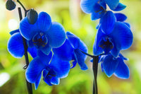 Non-GMO Sky Blue Orchid Seeds for Gardening