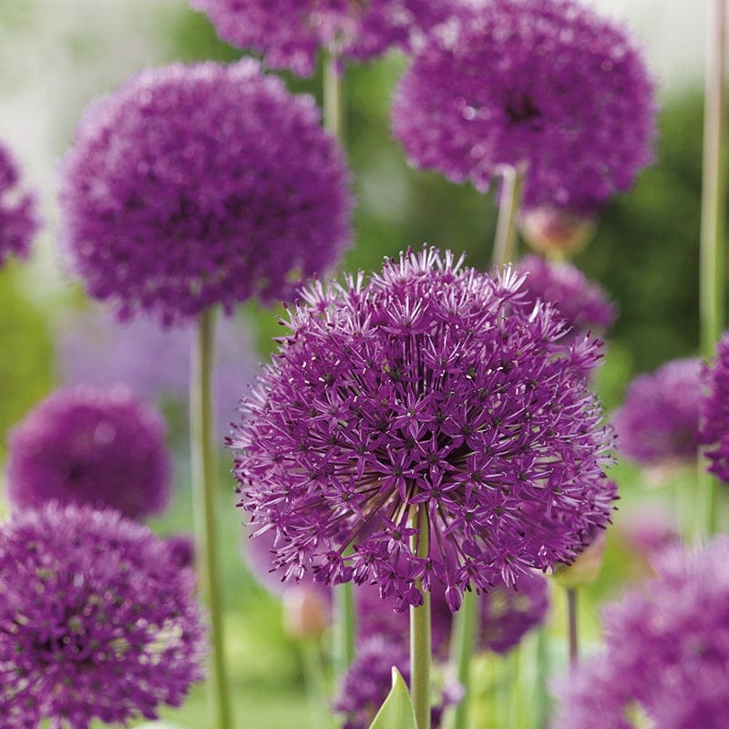 Non GMO Star of Persia Allium seeds