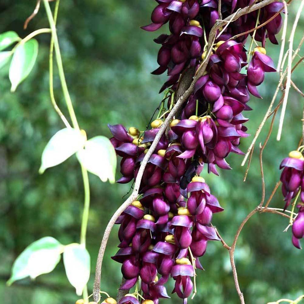 Non-GMO Strongylodon Macrobotrys Purple Seeds for Gardening