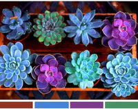 Non-GMO Succulent Seeds for Planting