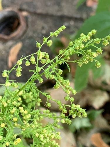 Non-GMO Sweet Annie herb seeds with fine fern-like foliage