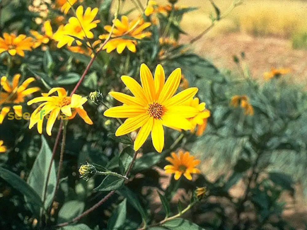 Non-GMO Topinambur Flower Seeds