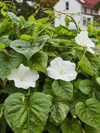 Non-GMO Twinkle Star Flower Seeds