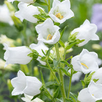 Non-GMO White Canterbury Bells Seeds for Gardening