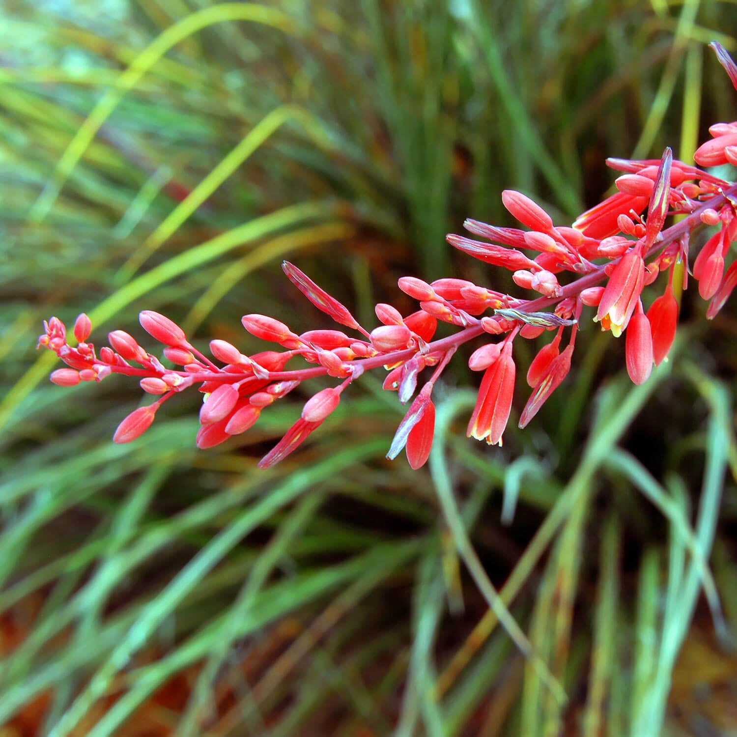 Non-GMO Yucca Desert Red Flower Seeds