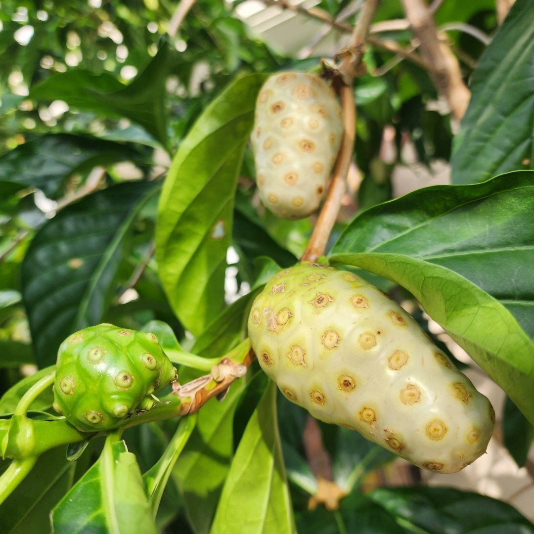Premium Noni fruit seeds for planting tropical evergreen fruit trees in home gardens
