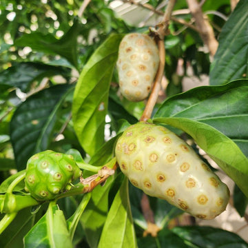Premium Noni fruit seeds for planting tropical evergreen fruit trees in home gardens