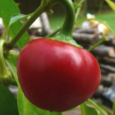 Young Basque Nora Pepper seedlings ready for transplant