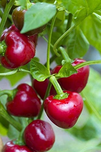 High quality Nora seeds non GMO