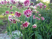 Nora Barlow Columbine Seeds for Elegant, Double Blooms