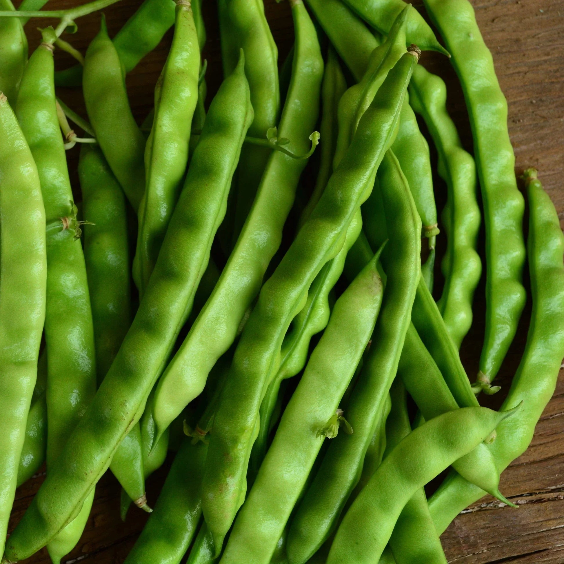 North Carolina Greasy Bean heirloom seeds for home garden planting