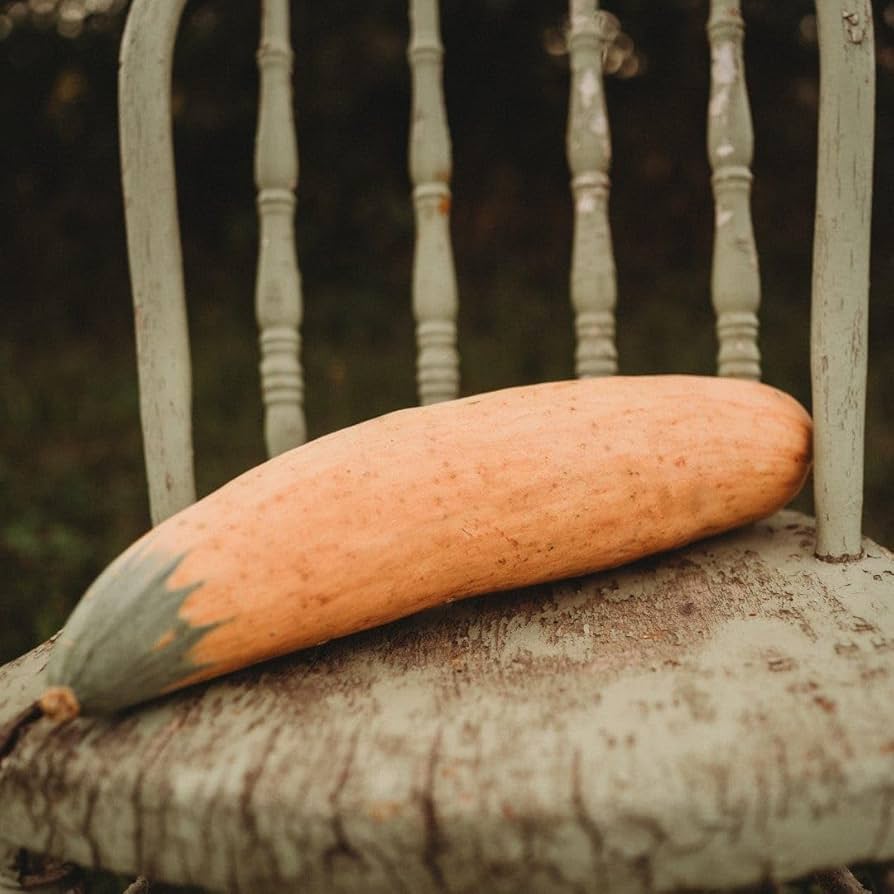 North Georgia Candy Roaster Squash heirloom seeds for home garden planting