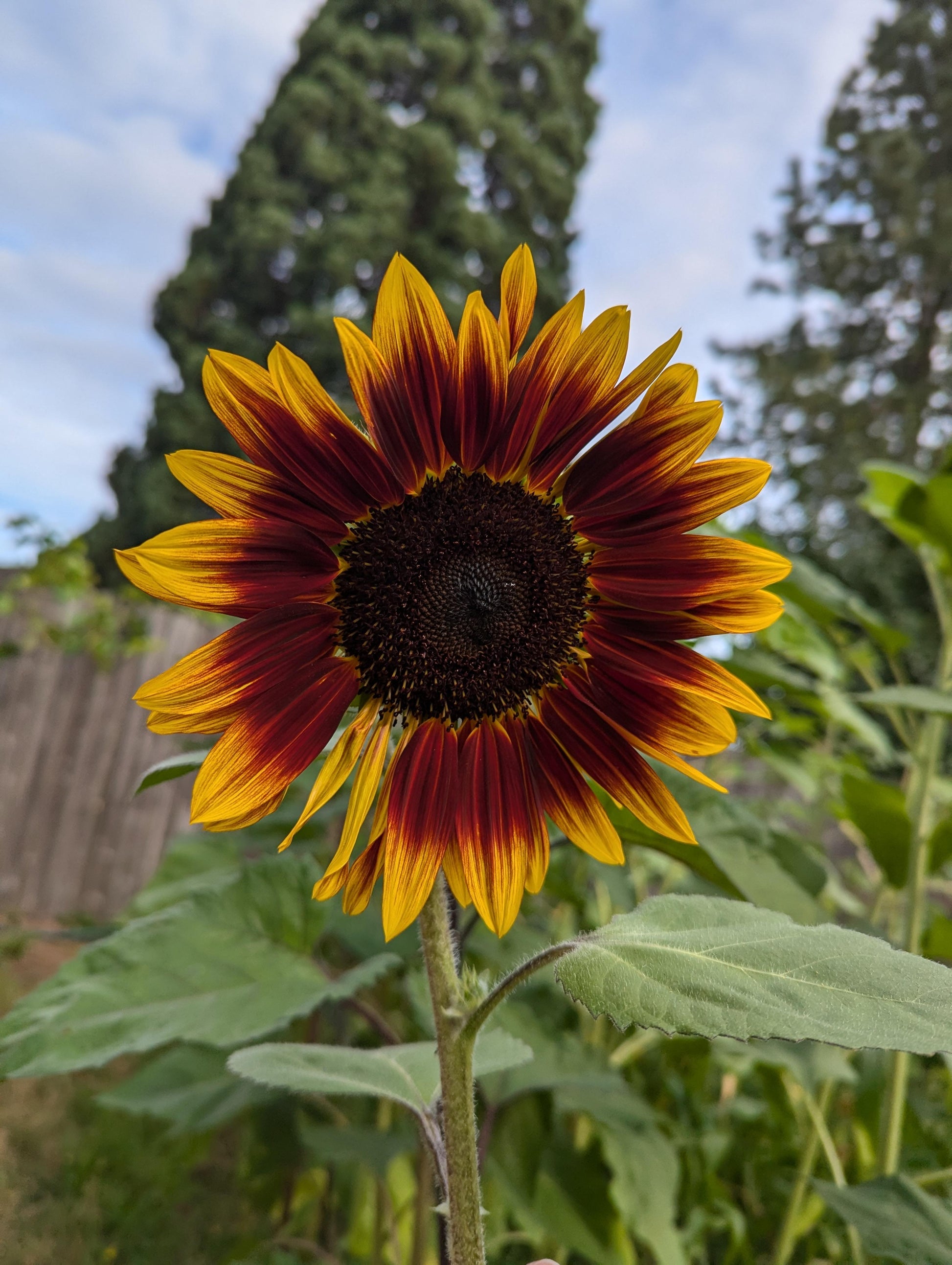 Chocolate Sunflower Flower seeds for Planting - Premium Quality, Heirloom & GMO Free Seeds for Home Garden