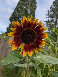 Chocolate Sunflower Flower seeds for Planting - Premium Quality, Heirloom & GMO Free Seeds for Home Garden