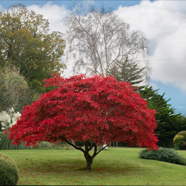 Red Maple Seeds for Planting – Heirloom & Non-GMO Maple Tree Seeds