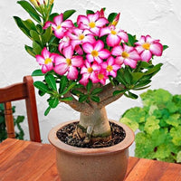 Pink White Adenium Obesum Seeds Flower seeds for Planting Garden Favorite Heirloom & GMO Free Seeds for Home Garden