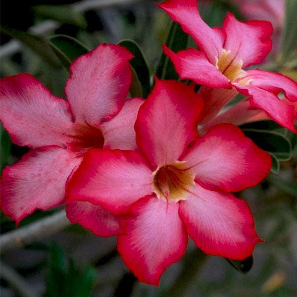 Adenium Obesum Desert Rose Doungdee B102 Garden Flower Seeds