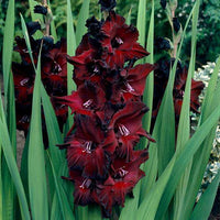 Burgundy Gladiolus Flower Seeds for Planting Compact Growth Heirloom & GMO Free Seeds for Home Garden
 
 Sale