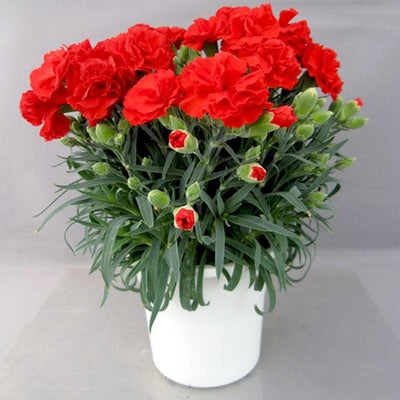 100 Pcs